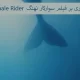 مروری بر فیلم سوارکار نهنگ Whale Rider | داده بنیان چیستا
